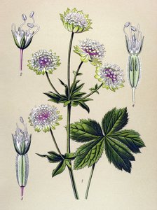 Botanická deska, žilnatá (toxická) a léčivá rostlina: hvězdnice velká (Astrantia major)