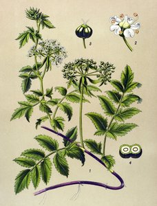 Botanická deska, žilnatá rostlina (toxická): Berle (Berula angustifolia) od Unbekannter Künstler