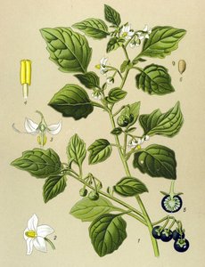 Botanická deska, jedovatá rostlina (toxická): lilek černý (Solanum nigrum) od Unbekannter Künstler