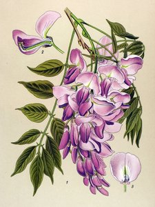 Botanická deska, jedovatá rostlina (toxická): čínský glycin (Wisteria chinensis) od Unbekannter Künstler