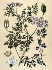 Botanická deska, jedovatá rostlina (toxická): Psí petržel nebo nepravá petržel (Aethusa cynapium) od Unbekannter Künstler