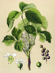 Botanická deska, jedovatá rostlina (toxická): škumpa popínavá (Rhus toxicodendron) od Unbekannter Künstler