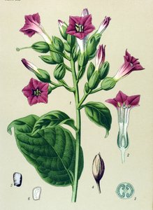 Botanická deska, žilnatá rostlina (toxická): okrasný tabák (Nicotiana tabacum) od Unbekannter Künstler