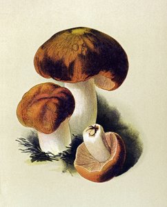 Botanická deska s toxickou houbou (jedovatou): Russule foetens (Russula foetens) od Unbekannter Künstler