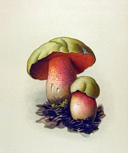 Botanická deska s toxickou houbou (žilnatá): Hřib vlčí (Boletus lupinus) od Unbekannter Künstler