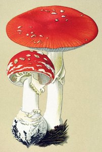 Botanická deska s toxickou houbou (jedovatou): fly alanit (mucha zabíjí) nebo falešný pomeranč (Amanita muscaria) od Unbekannter Künstler