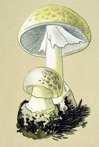 Botanická deska s toxickou houbou (žilní): amanit faloidní (Amanita phalloides) od Unbekannter Künstler