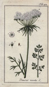 Botanické: mrkev květ - Květy a listy mrkve, Daucus carota. Ručně kolorovaná mědirytina podle kresby B. Thannera z knihy Johannese Zorna "Icons plantarum medicinalium", Německo. od Unbekannter Künstler