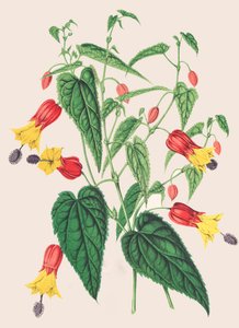 Botanická ilustrace/Abutilon megapotamicum/Abutilon od Unbekannter Künstler
