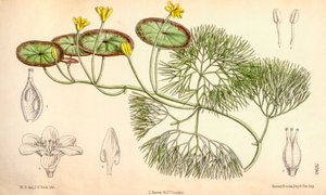Botanická ilustrace/Cabomba aquatica od Unbekannt