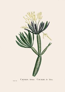 Botanická ilustrace/pevnost/Senecio kleinia/Senecon od William M. Timlin