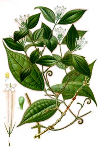 Botanická ilustrace/Strychnos toxifera/Curare od Unbekannt