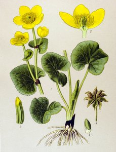 Botanické prkno. Venenózní rostlina (toxická): bahenní populace (Caltha palustris) od Unbekannter Künstler