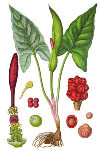Botanická tabulka: arum skvrnitý (Arum maculatum), léčivá rostlina, historická chromolitografie od Unbekannter Künstler