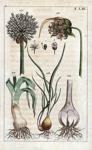 Botanika: pórek, česnek, echalote - Pórek, Allium pollum 179, česnek květ, Allium sativum 181, česnek cibule 182 a šalotka, Allium cepa var. aggregatum, ascalonicum od Unbekannter Künstler