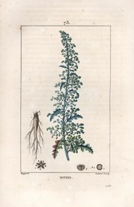 Botris (Chenopodium botrys) - Rytina od Lamberta filse, podle kresby Pierra Jeana Francoise Turpina (1775-1840), z knihy La flore medicale, Chaumeton, Poiret et Chamberet, Paříž 1830 - Jeruzalémská dubová husí noha, Dysphania botrys - Rytina od Lamberta Ju od Unbekannter Künstler