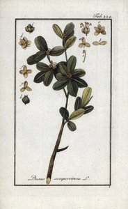 Zimostráz nebo ještě zelený zimostráz (Buxus sempervirens). Litografie z knihy "Afbeelding der Artseny-Gewassen" od Johannese Zorna (1739-1799), Nizozemsko. od Unbekannter Künstler