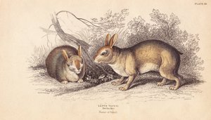 Králík brazilský, Sylvilagus brasiliensis (Lepus tapeti). Z exemplářů v berlínském muzeu. Ručně kolorovaná ocelorytina od Lizarse podle ilustrace Charlese Hamiltona Smithe z Naturalist