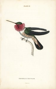 Kolibřík širokoocasý, Selasphorus platycercus (kolibřík tříbarevný, Trochilus tricolor). Ručně kolorovaná ocelorytina od Williama Lizarse z Naturalist