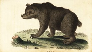 Medvěd hnědý, Ursus arctos., 1800 (rytina) od Unbekannter Künstler