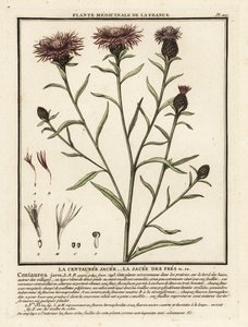 Chňapka hnědá, Centaurea jacea. od Unbekannter Künstler
