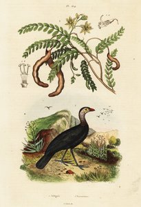 Brushturkey a tamarind., 1834-1839 (rytina) od Unbekannter Künstler
