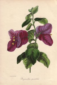 Buginvillaea spectabilis (La bougainvillee nebo bougainvillee). Ručně kolorovaná litografie nakreslená Samuelem Holdenem pro sira Josepha Paxtona v "Magazine of Botany", Londýn, W.S. Orr. od Unbekannter Künstler