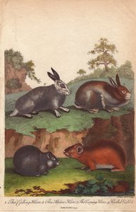 Zajíc polní, zajíc horský, zajíc polní a králík kapucínský Oryctolagus cuniculus, Lepus capensis, Lepus timidus od Unbekannter Künstler