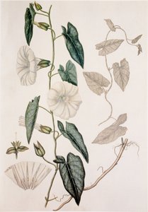 Calystegia sepium/Convolvulus sepium/Lůžkoviny ze živého plotu od Unbekannt