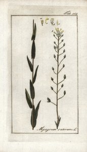 Cameline neboli lněný bazard nebo sezam z Německa (Camelina sativa). Litografie z knihy "Afbeelding der Artseny-Gewassen" od Johannese Zorna (1739-1799), Nizozemsko. od Unbekannter Künstler