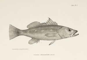 Camotillo, Tichý oceán, c 1832-1836 od Unbekannter Künstler