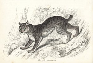 Rys kanadský, Lynx canadensis (Felis canadensis). Ručně kolorovaná litografie z přírodovědné galerie Georga Friedricha Treitschkeho, Naturhistorischer Bildersaal des Thierreiches, Liepzig-1842. od Unbekannter Künstler