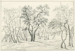 Cannock Chase: kresba perem a tužkou, nd [?19. století] od Unbekannt
