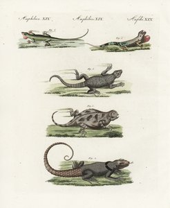 Ještěrka páskovaná (africká saurijská), Cordylus cordylus 1, ještěrka madagaskarská (madagaskarská), Oplurus cuvieri 2, ještěrka horská, Phrynosoma orbiculare 3, anolis jamajský (jamajský), Anolis garmani 4, a anolis zelený. od Unbekannter Künstler