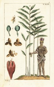 Kardamom strom, Elettaria cardamomum. od Unbekannter Künstler