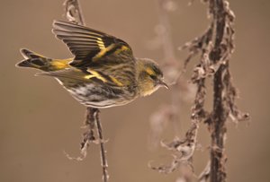 Carduelis spinus/Olše Tarin/Eurasian Siskin od William M. Timlin