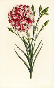 Karafiátový hybrid, Louis Napoleon, Dianthus caryophyllus. Ručně kolorovaná litografie z publikace Louise van Houtteho a Charlese Lemaira Flowers of Gardens and Hothouses of Europe, Flore des Serres et des Jardins de l