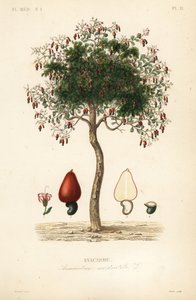 Kešu strom nebo strom kešu ořechů, Anacardium occidentale, Anacarde od Unbekannt