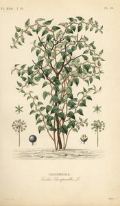 Cat greenbriar nebo catbriar, Smilax glauca, Smilax sarsaparilla, Salsepareille, Ručně kolorovaná ocelorytina od Debraye podle botanické ilustrace Edouarda Mauberta od Pierra Oscara Reveila, A od Unbekannt