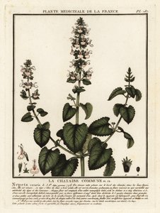 Catnip, Nepeta, Katar. od Unbekannter Künstler