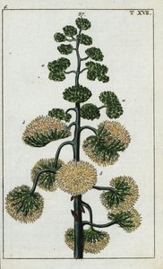 Století rostlina, Agave americana. od Unbekannter Künstler
