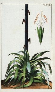 Století rostlina, Agave americana. od Unbekannter Künstler