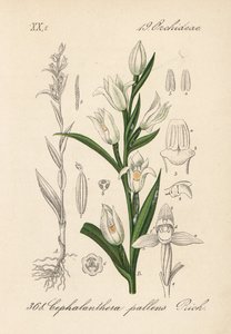 Cephalanthere má epe nebo dlouholistý - Mečík dlouholistý, Cephalanthera longifolia (Cephalanthera pallens). Ručně kolorovaná litografie z knihy Diedericha von Schlechtendala Německá flóra (Flora von Deutschland), Jena. od Unbekannter Künstler