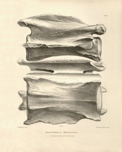 Krční obratel Macrauchenia, prehistorického zvířete, které nalezl Charles Darwin během své výzkumné cesty na palubě lodi Beagle. Zoologie plavby H.M.S. Beagle pod velením kapitána Fitzroye v letech 1832 až 1836 vydaná a super od Unbekannter Künstler