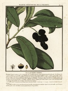 Vavřín třešňový, Prunus laurocerasus. od Unbekannter Künstler