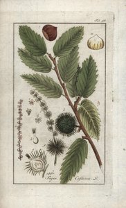 Kaštan jedlý (Castanea sativa). Litografie z knihy "Afbeelding der Artseny-Gewassen" od Johannese Zorna (1739-1799), Nizozemsko. od Unbekannter Künstler