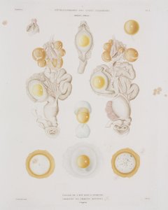 Slepičí vejce ve vejcovodu, c 1847-1859 od Unbekannt