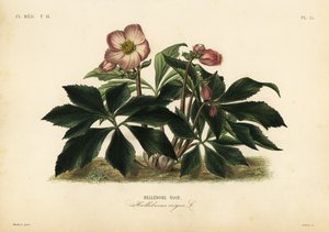 Vánoční růže nebo čemeřice černá, Helleborus niger, Hellebore noir od Unbekannt