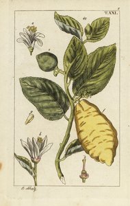 Citron ukazuje ovoce, listy a květy, Citrus medica. od Unbekannter Künstler