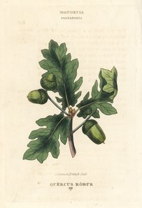 Britský dub letní, Quercus robur. Ručně kolorovaná mědirytina podle ilustrace Richarda Duppy z knihy The Clours and Orders of the Linnaean System of Botany, Longman, Hurst, London. od Unbekannter Künstler